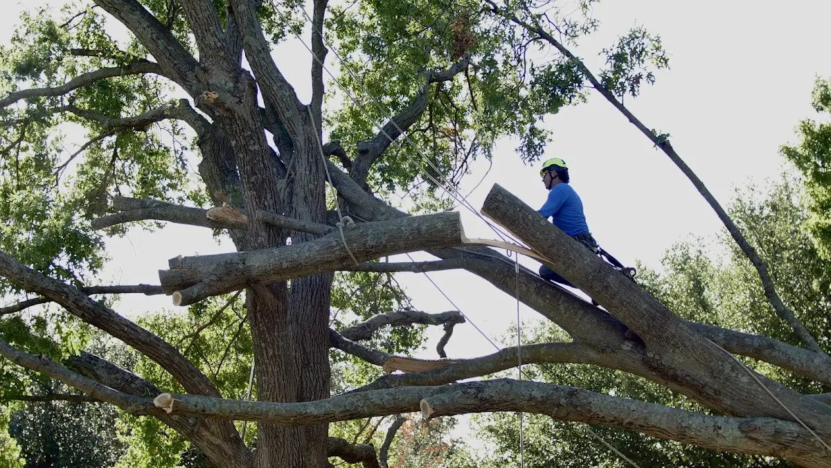 Professional Crown Thinning performed by certified arborists in Saint Michaels