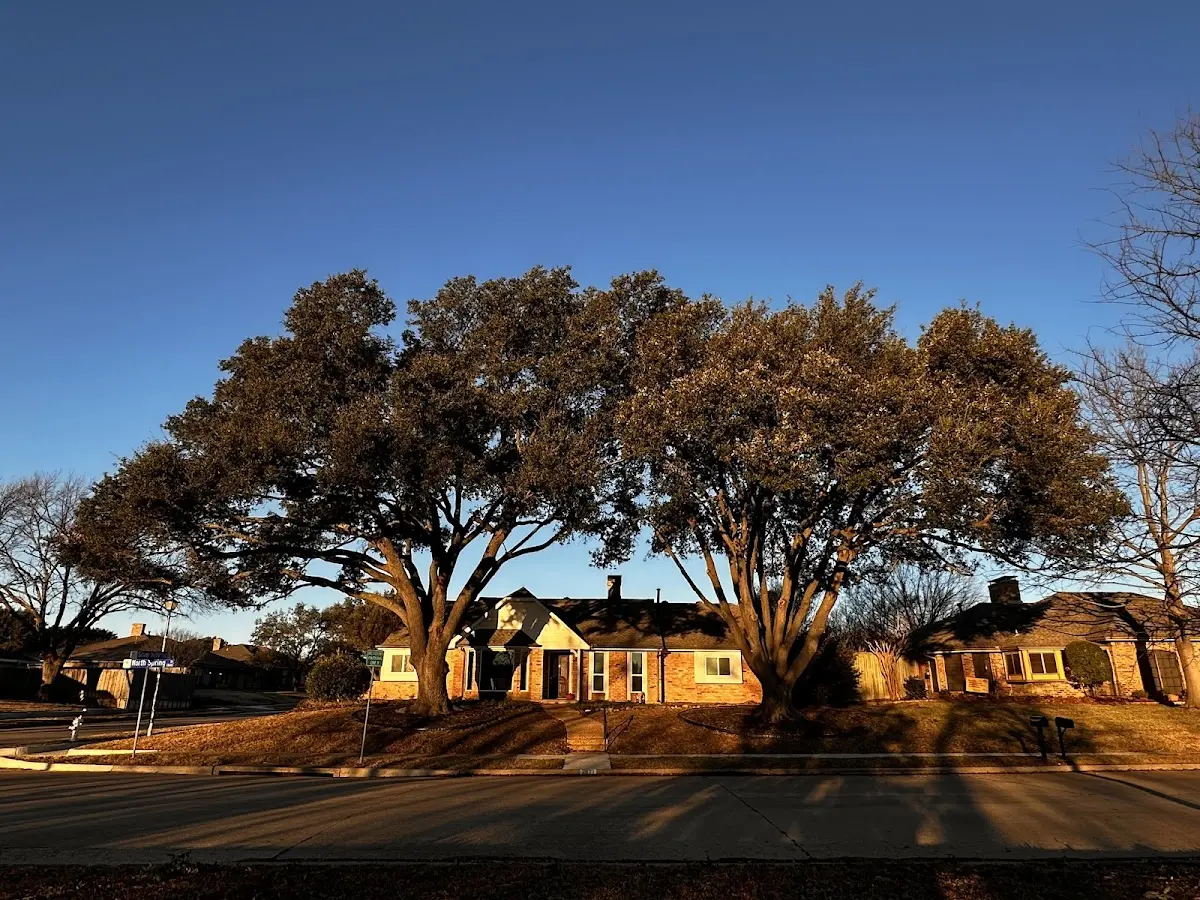 Established residential canopy tree shading a home in Saint Michaels